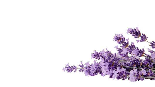 Close-up of Lavender Flowers on PNG transparent background showcases floral beauty
