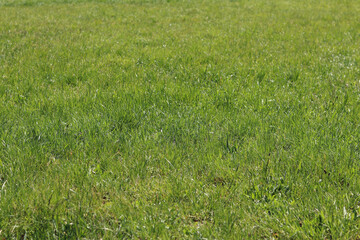 Grass on the lawn, natural background. Uncut grass on the meadow. Spring or summer background with bright green grass. Selective focus. Close-up view of fresh grass
