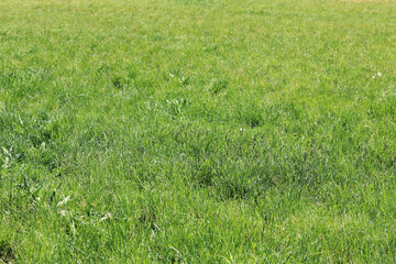 Grass on the lawn, natural background. Uncut grass on the meadow. Spring or summer background with bright green grass. Selective focus. Close-up view of fresh grass