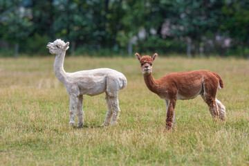 Fototapeta premium Brown and White Alpacas in meadow
