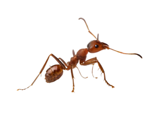 Leafcutter ant