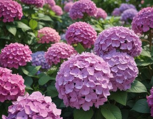 Obraz premium Luscious hydrangeas, vibrant blooms, garden charm, photography, bloom, countryside