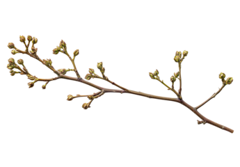 Close-up of a slender, brown twig with numerous small, tightly closed buds along its branches, set against a black background, showcasing the delicate texture and early springtime growth
