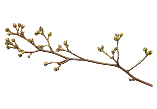 Close-up of a slender, brown twig with numerous small, tightly closed buds along its branches, set against a black background, showcasing the delicate texture and early springtime growth
