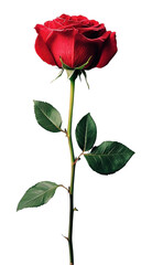 Obraz premium PNG A fresh red rose flower background white stem.