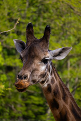Giraffenkopf