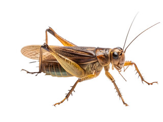 Cricket isolated on white background 