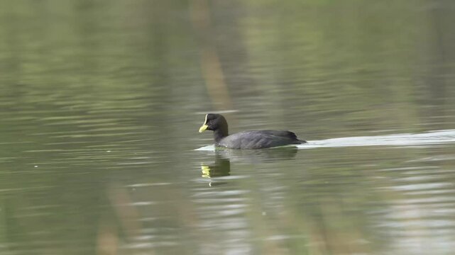 Tagua bird resting in the lake