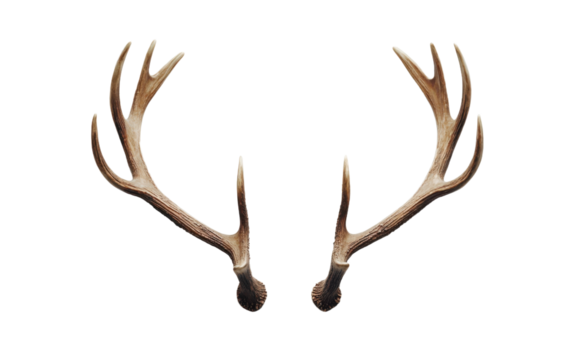 Antlers of a deer on transparent or white background