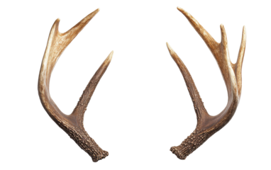 Antlers of a deer on transparent or white background