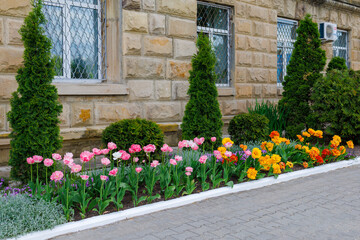 Flowers in a flower bed tulips. Greening the urban environment. Background with selective focus