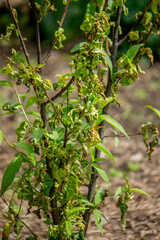 Diseased leaves on a peach tree, curly. Tafrina deformans. Close-up