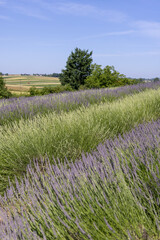 Picturesque meadow of blooming flowers of lavender, beauty of nature