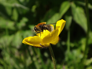 Large narcissus fly (Merodon equestris), also known as narcissus bulb fly, greater bulb fly or large bulb fly, female feeding on a creeping buttercup flower