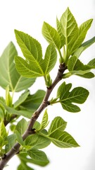 Naklejka premium Closeup of green twig with fresh leaves isolated on white or transparent background 