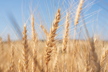 Fototapeta premium Wheat production in Northern Paraná