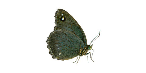Close-Up Of A Green Butterfly. Nature And Insect Study Isolated On Transparent Background