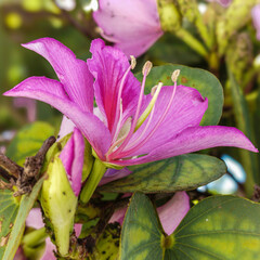 Obraz premium BAUHINIA VARIEGATA