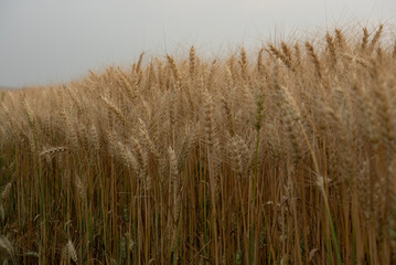 Wheat production in Northern Paraná