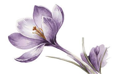 A Watercolor Illustration of a Purple Crocus Flower in Bloom