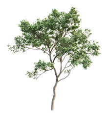 PNG Green tree art illustration botanical.