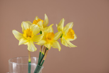Yellow daffodils or narcissus flowers in a vase on a brown background.
