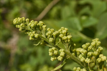Inflorescences appeared from lilac flower buds. Lilac inflorescences (Latin Syringa vulgaris) in the rays of the spring sun. Spring.