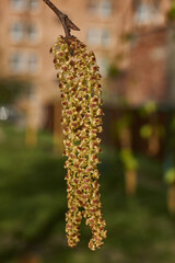 The stamen earrings of the birch bloomed in early spring before the leaves appeared.