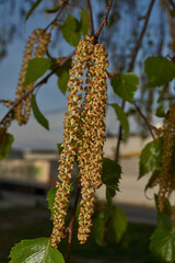 The stamen earrings of the birch bloomed in early spring before the leaves appeared.