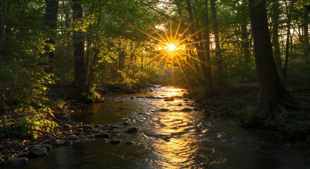 Obraz premium Forest Creek at Sunset with Golden Sunlight