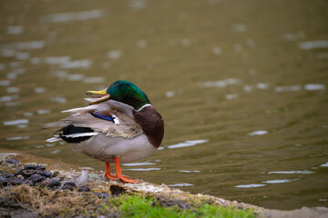 Close-up of a male mallard duck (Anas platyrhynchos) with vivid green head and natural habitat grooming by a calm riverbank in Tallinn city centre on a cloudy spring day.