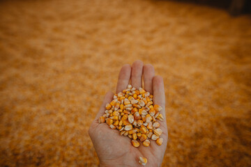 the farmer's hand holding the corn grain	