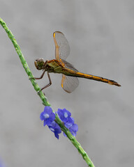 Golden-winged skimmer with orange-brown and thorax and a bright orange abdomen with black dorsal...