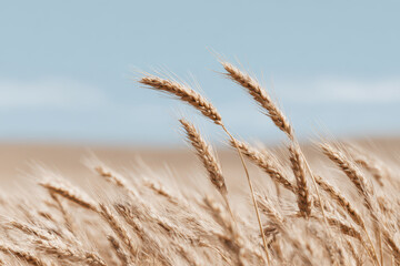 serene wheat field under clear blue sky with golden stalks swaying gently in breeze