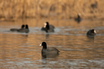 Coot in its natural environment