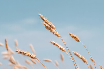 serene wheat field under clear blue sky with golden stalks swaying gently in breeze
