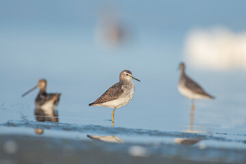 Sandpipers in their natural environment
