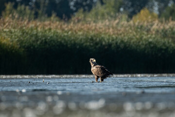 White-tailed eagle in its natural environment