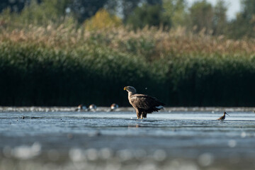 White-tailed eagle in its natural environment