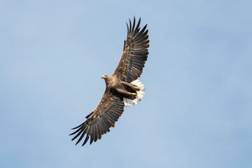 White-tailed eagle in its natural environment