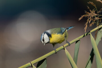 Eurasian blue tit