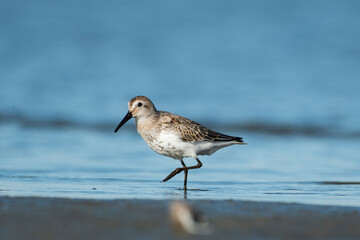 Sandpipers in their natural environment