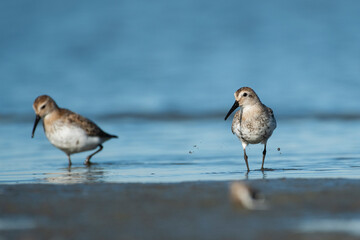 Sandpipers in their natural environment