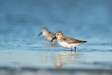 Sandpipers in their natural environment