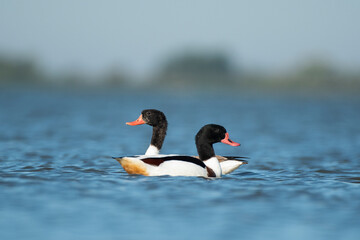 Common shelduck Tadorna tadorna n its natural habitat