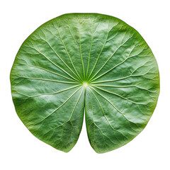 Close up of a green lotus leaf top view isolated on transparent background