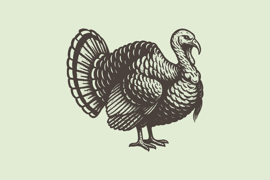 turkey bird engraving style vector illustration