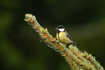 Great tit