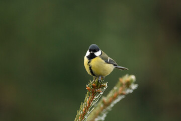 Great tit