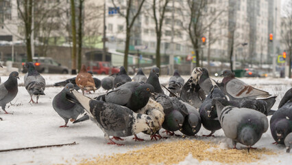 Fototapeta premium A flock of pigeons gathers on the snowy ground, eagerly pecking at scattered grains. This winter scene captures the beauty of nature as these birds are fed in the cold.